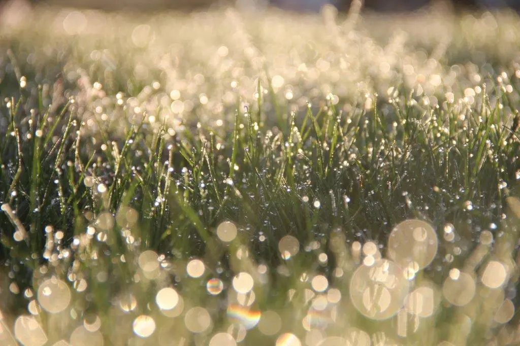 grass